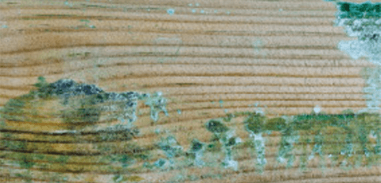 Le bois présente des remontées de sels (vert de gris).