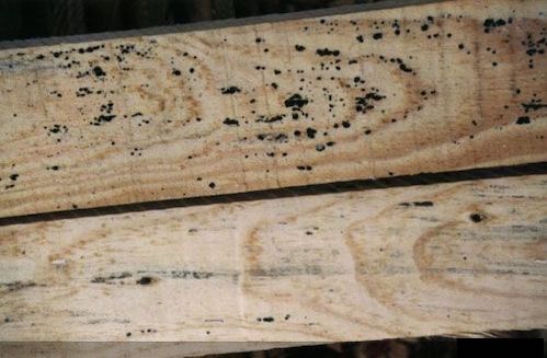 Le bois présente des moisissures (noires)