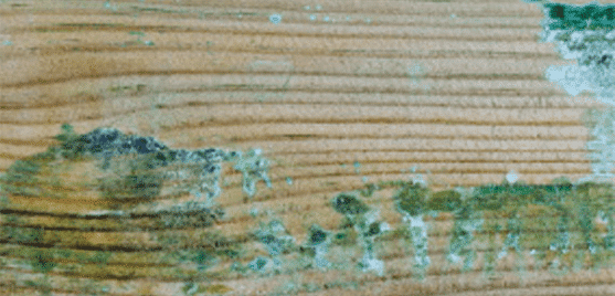 Imperfection bois — résine apparente sur pergola pin sylvestre